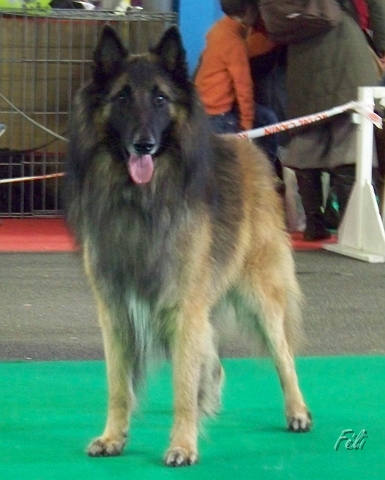 n°84 Fares van de hoge laer 5343.JPG